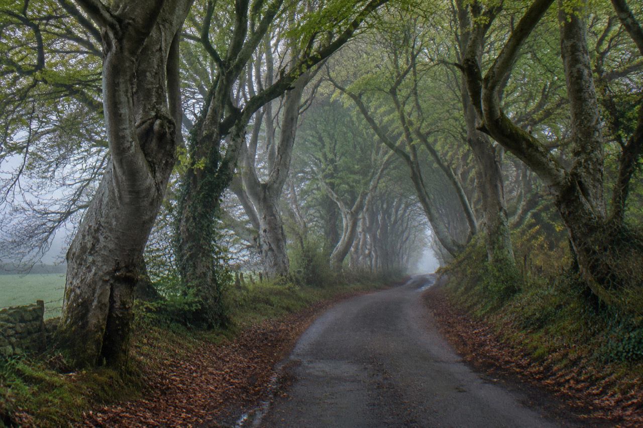 Gnarled beech trees arching over a misty country lane in the Northern Irish countryside