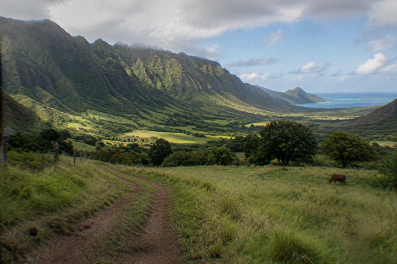 Lush green valley beneath jagged ridges, dirt road and grazing cattle in morning light