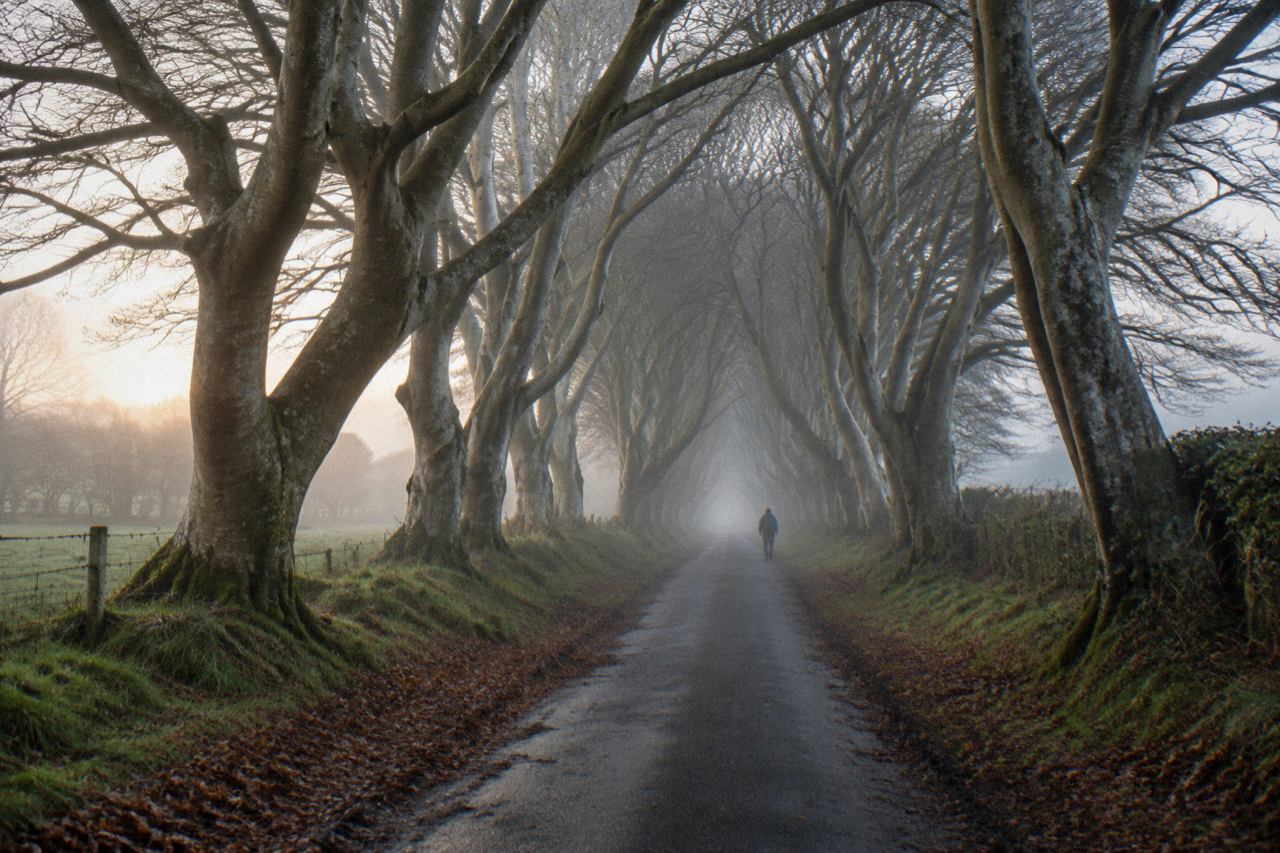 Misty country lane beneath a tunnel of gnarled beech trees in the Northern Irish countryside