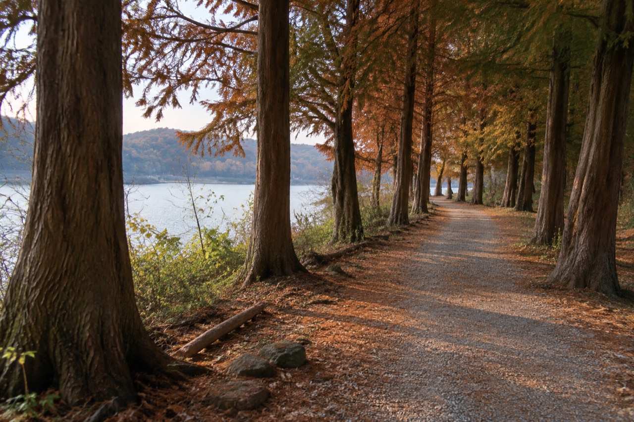 Tree-lined path with tall metasequoia trunks and fallen autumn leaves on Nami Island.