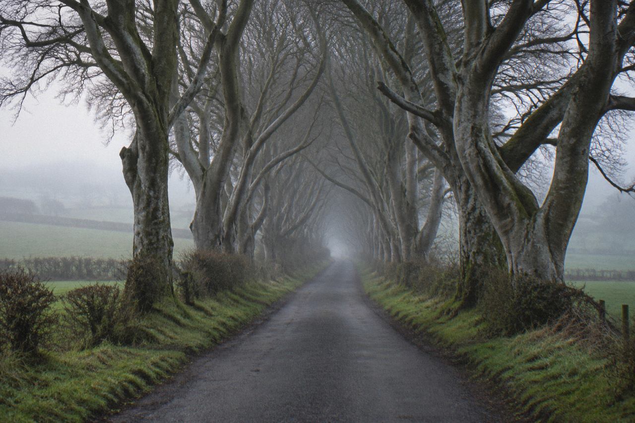 Tunnel of twisted beech trees arching over a misty country lane in Northern Ireland