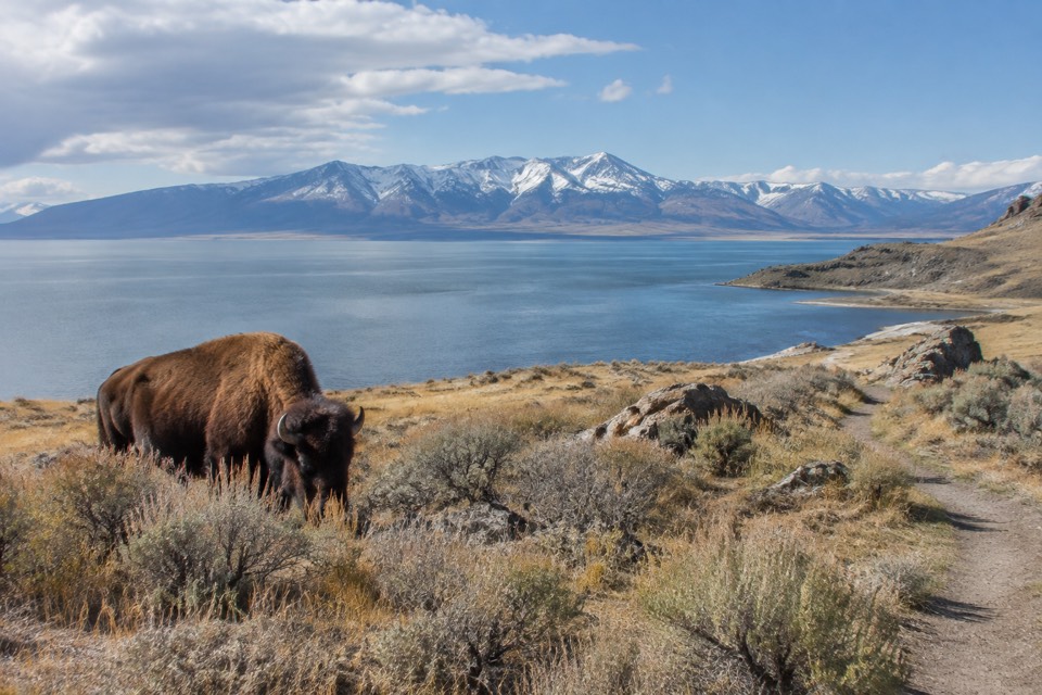 Antelope Island, Syracuse