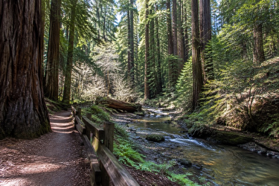 Big Basin Redwoods State Park, Boulder Creek