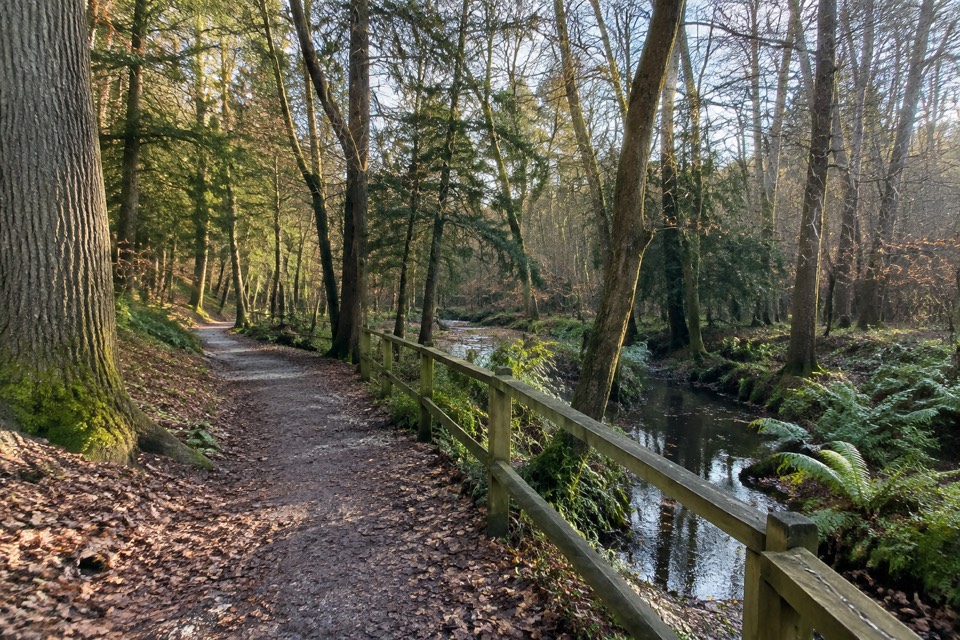 Bourne Wood, Farnham