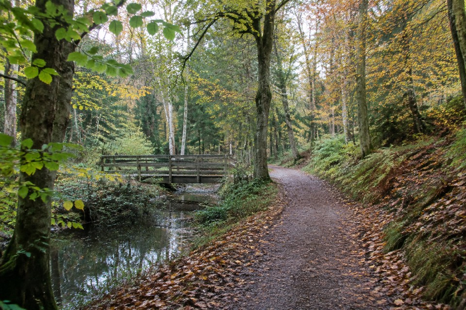 Bourne Wood, Farnham