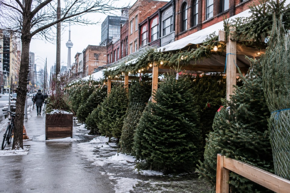 Christmas tree lot (Queen Street West), Toronto