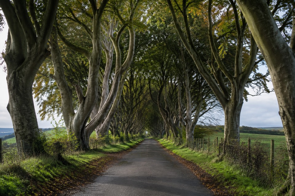 Dark Hedges, Armoy