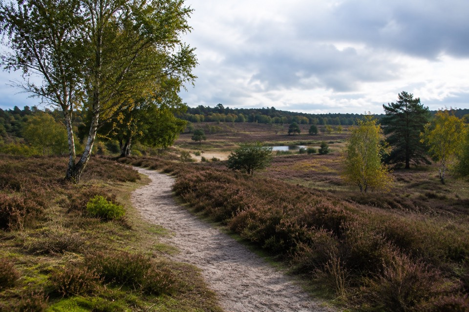 Hankley Common, Tilford