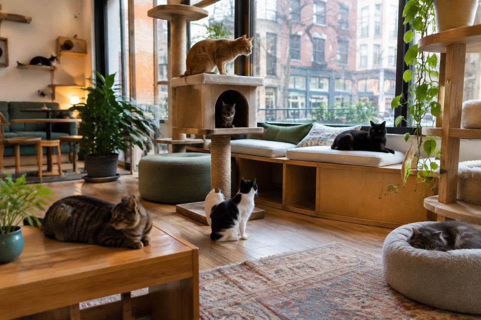 Meow Parlour, New York