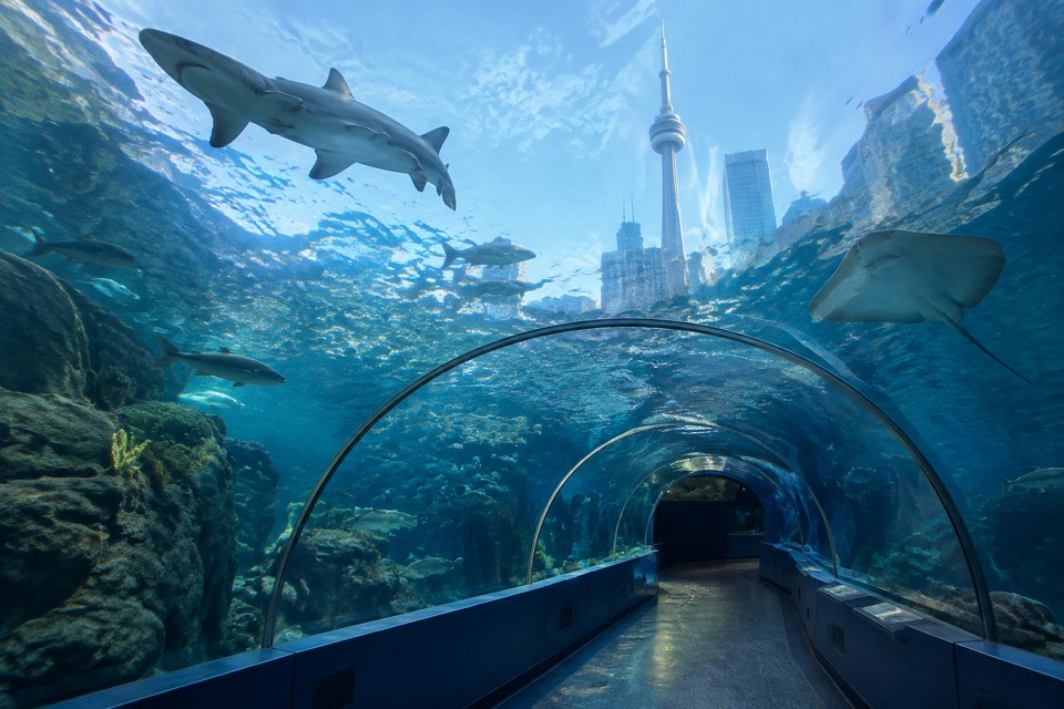 Ripley's Aquarium of Canada, Toronto
