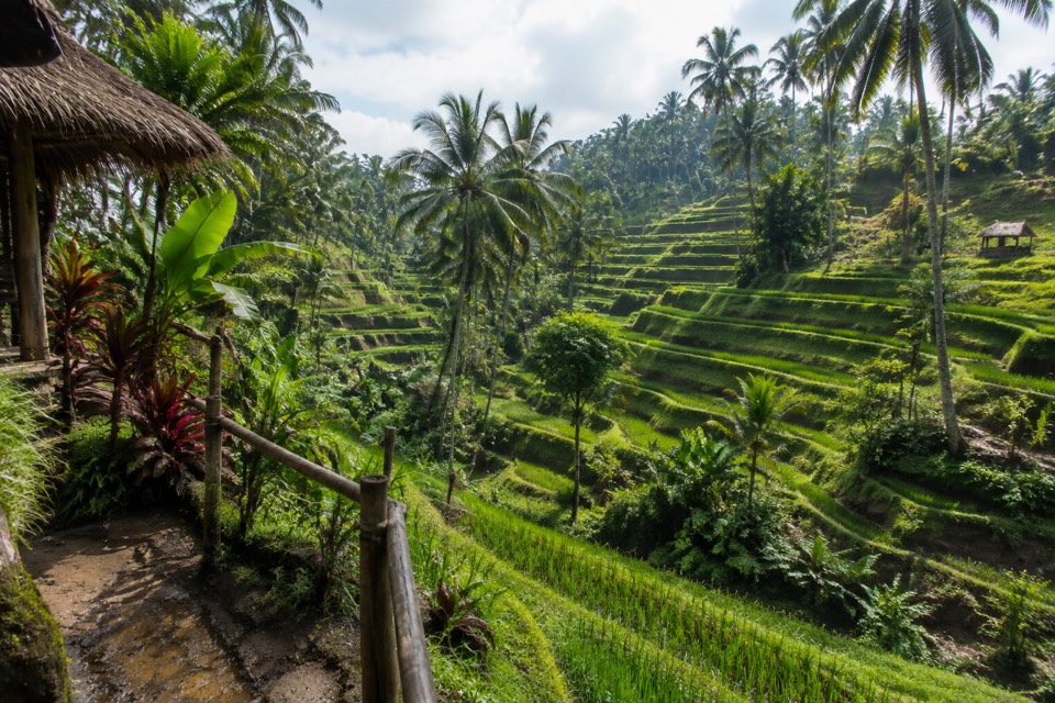 Tegallalang Rice Terrace, Ubud