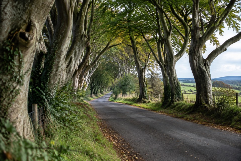The Dark Hedges, Armoy/Stranocum