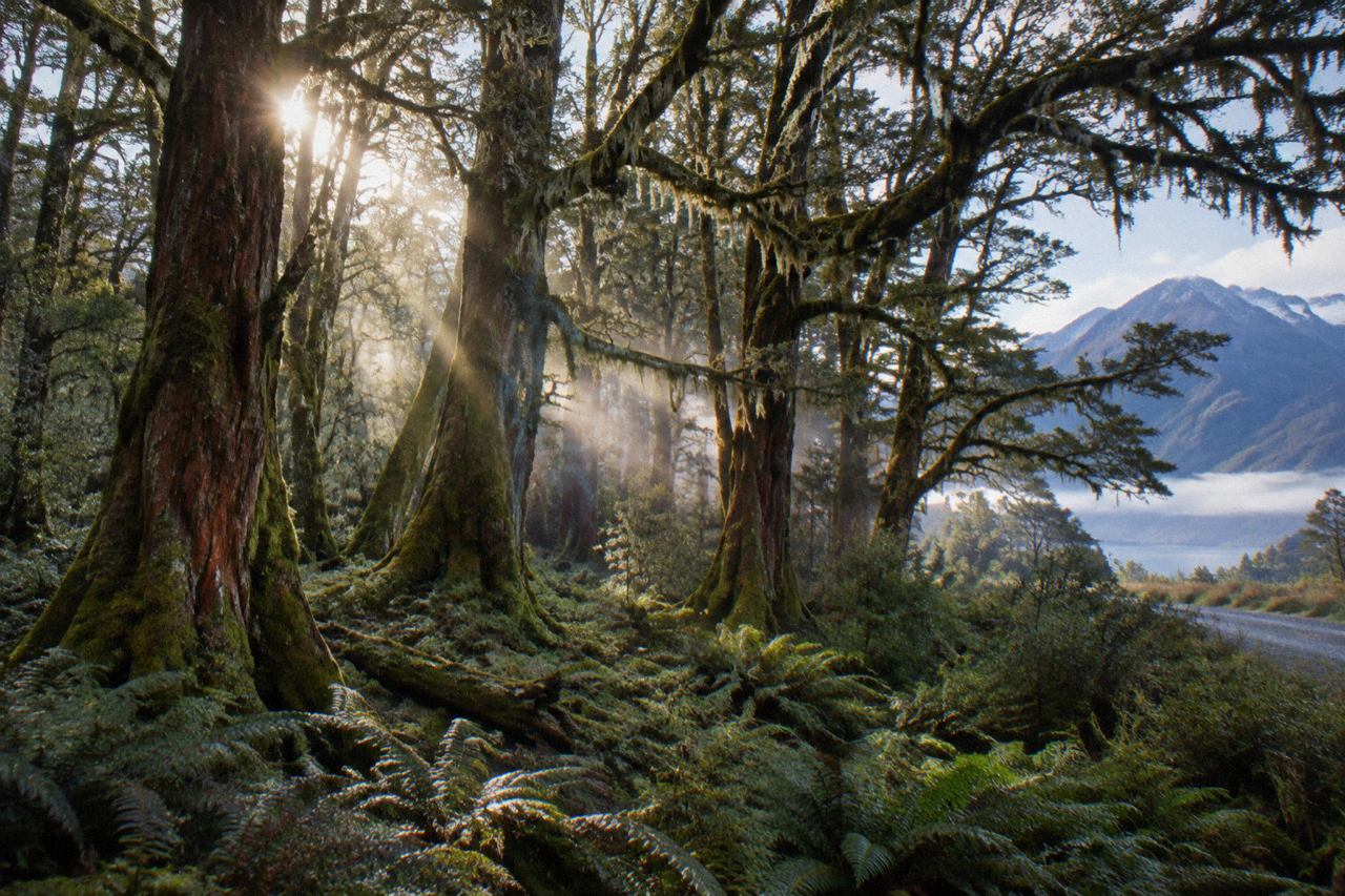 Sunlit mossy beech forest with ferns and morning mist near Glenorchy, New Zealand
