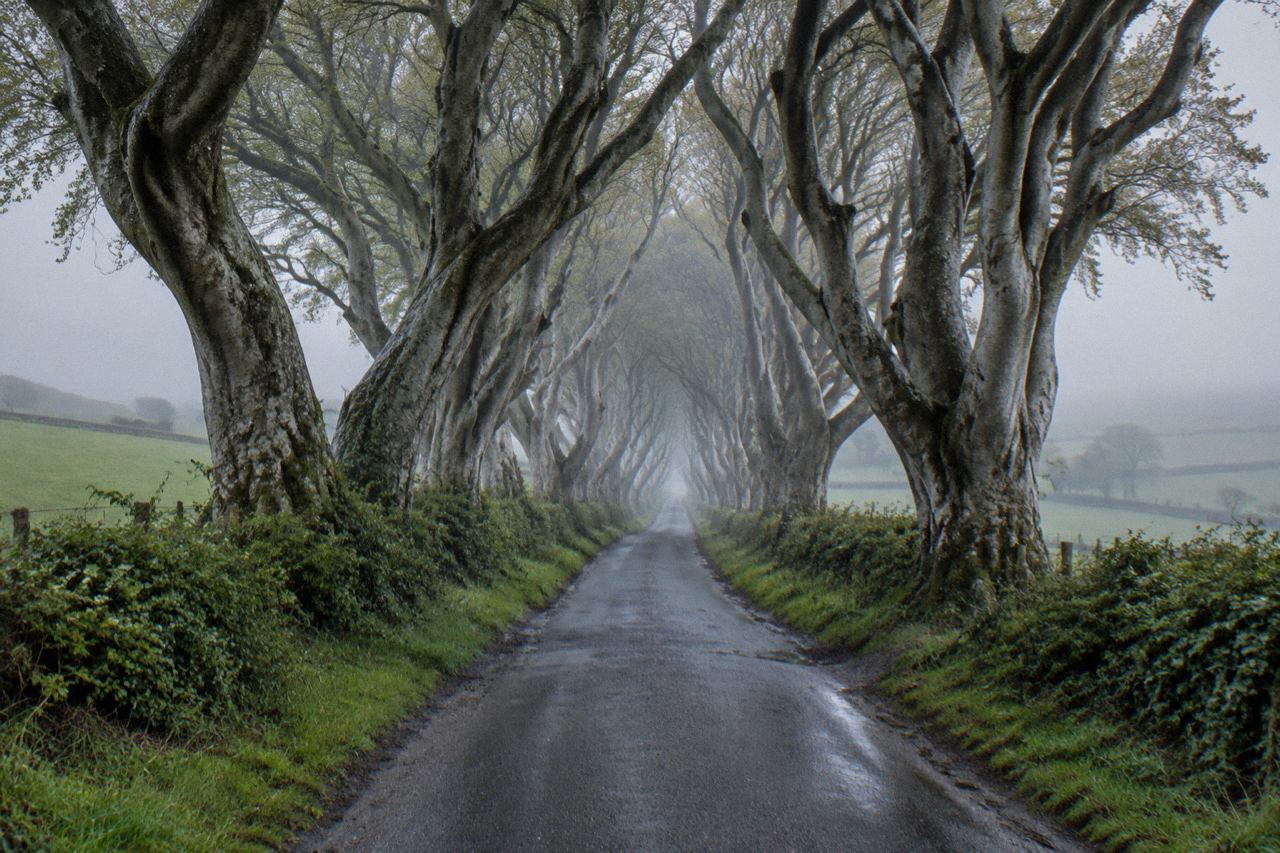 Twisted beech trees arch over a misty country lane in the Northern Ireland countryside.