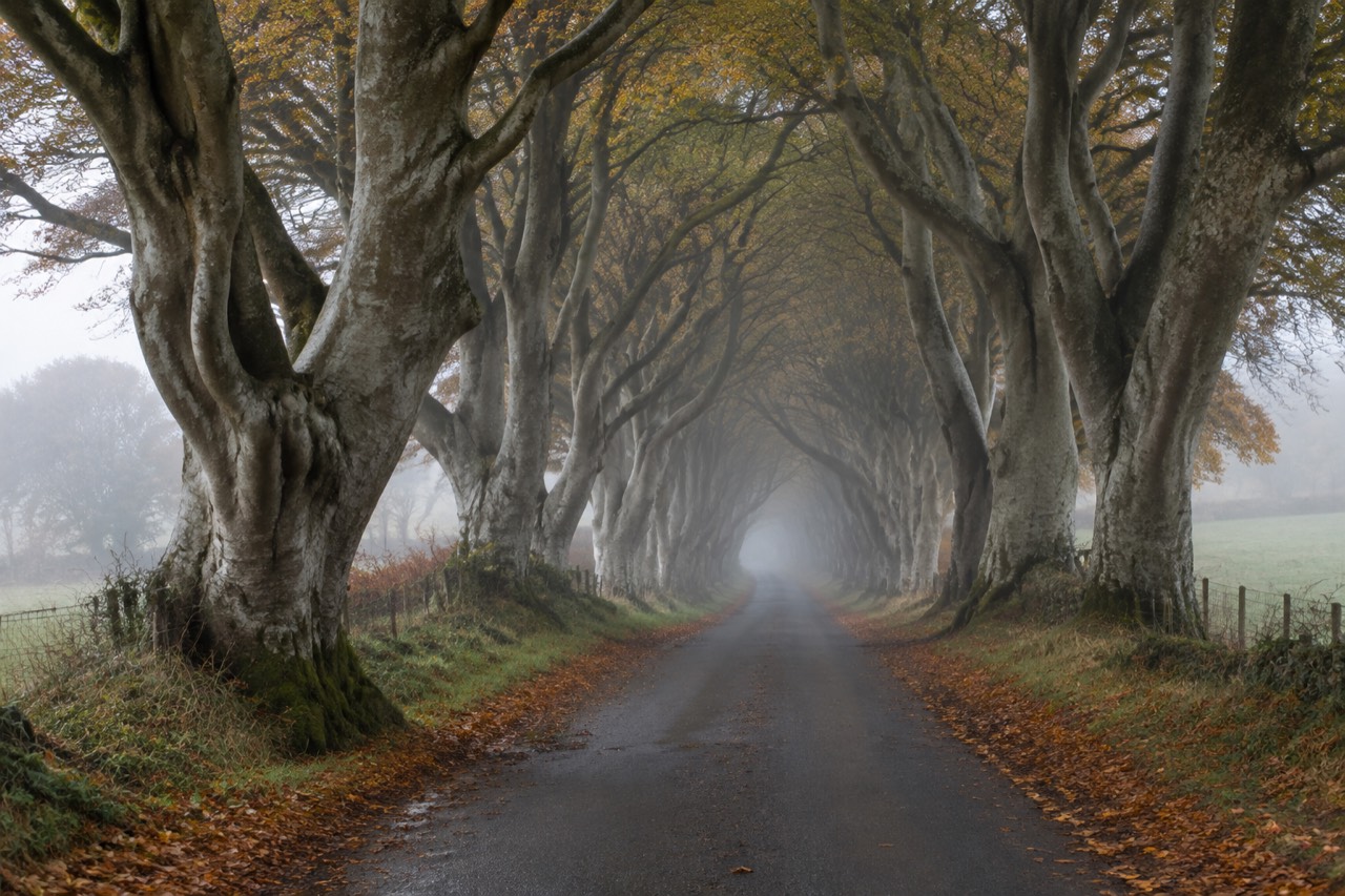Misty avenue of intertwined beech trees overhanging a quiet rural lane